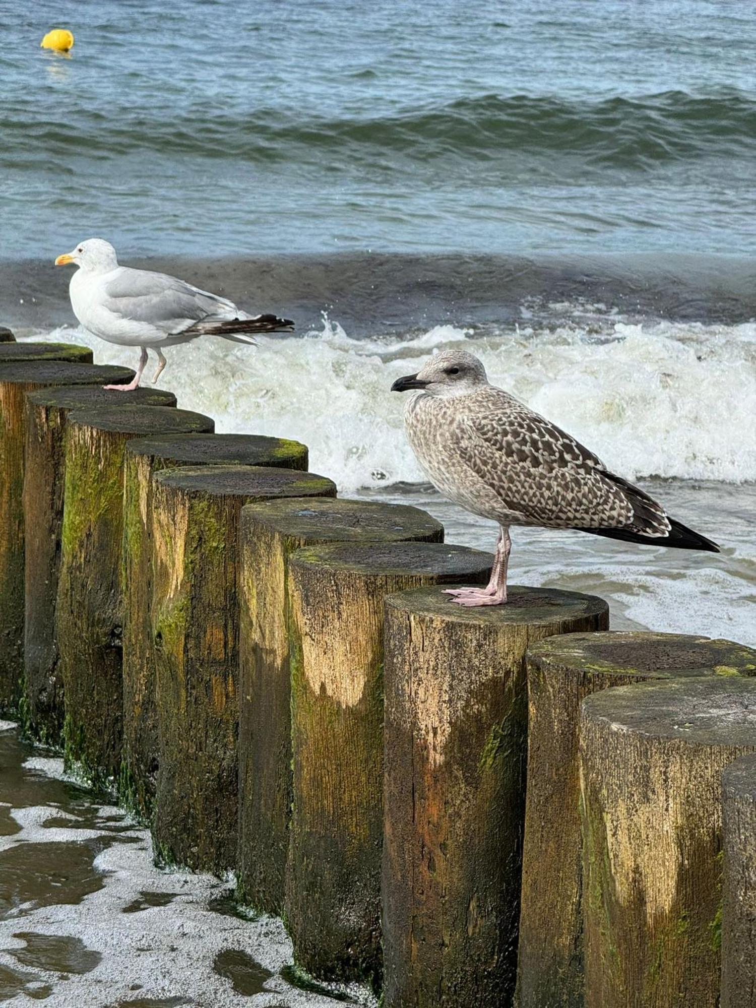 Drei-Insel-Blick Nessmersiel Exterior foto